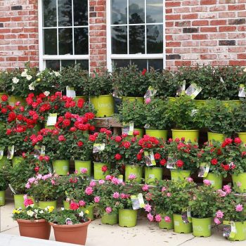 Landscaping Store