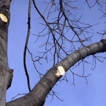 Tree Service